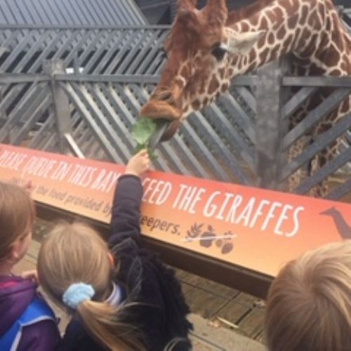 Year 2 Visit Colchester Zoo