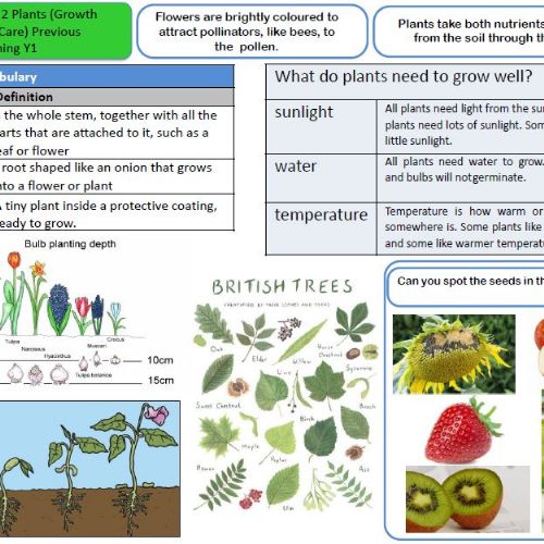 Year2Plants