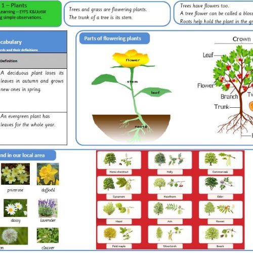 Year1Plants