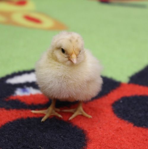 Year 1 - Chicks