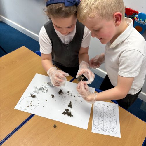 Year 1 Owl Pellet Dissection