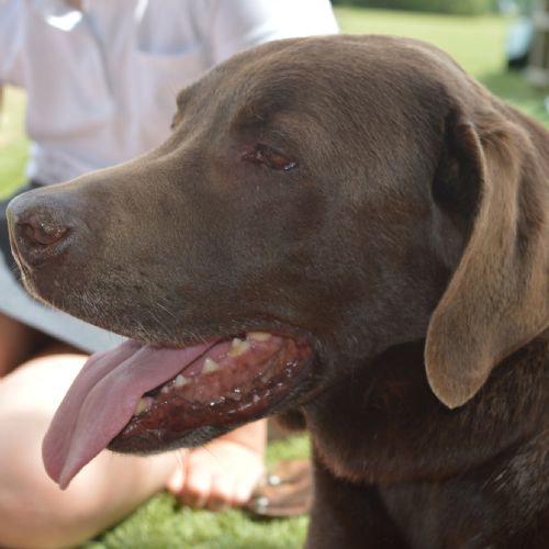 Reading Dog Visits Junior School